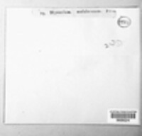Lophodermium melaleucum image